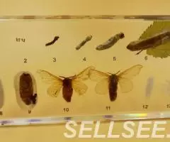 Коллекция Развитие тутового шелкопряда акрил - 3