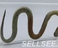 Коллекция Строение змеи акрил - 2