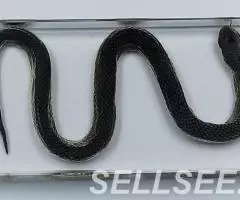 Коллекция Строение змеи акрил - 3