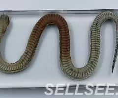 Коллекция Строение змеи акрил - 4