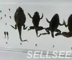 Коллекция Развитие лягушки акрил - 2