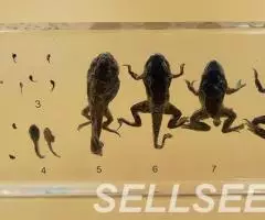 Коллекция Развитие лягушки акрил - 3