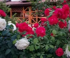 Немецкий гостевой дом Альбатрос - 4