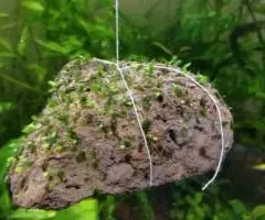 Мох fissidens sp. splachnobrioides на лаве. - 2