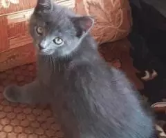 Котёнок, лоток присыпка и корм - 2