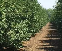 Продам Действующий Бизнес - 29 Га в ЕГОРЛЫКСКОМ районе - 2