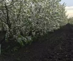 Продам Действующий Бизнес - 29 Га в ЕГОРЛЫКСКОМ районе - 3