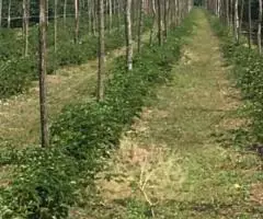 Продам Действующий Бизнес - 29 Га в ЕГОРЛЫКСКОМ районе - 4