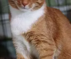 Очаровательные котики в добрые руки - 2