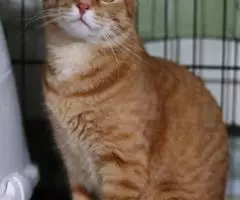 Очаровательные котики в добрые руки - 3