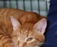 Очаровательные котики в добрые руки - 4