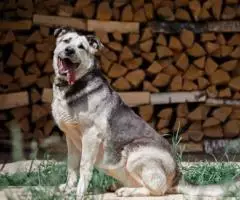 Умничка Вёлочка ищет маму. - 2