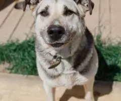 Умничка Вёлочка ищет маму. - 3