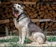 Умничка Вёлочка ищет маму. - 4