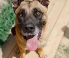 Красавчик Марик с янтарными глазами ждет своего человека. - 2