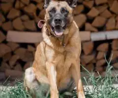 Красавчик Марик с янтарными глазами ждет своего человека. - 3