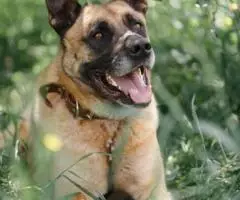 Красавчик Марик с янтарными глазами ждет своего человека. - 4