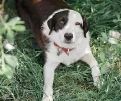 Маленький локомотив Мальта взяла разбег на поиск дома. - 2