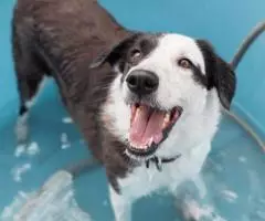 Маленький локомотив Мальта взяла разбег на поиск дома. - 3