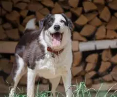 Маленький локомотив Мальта взяла разбег на поиск дома. - 4