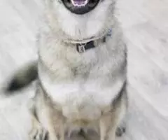 Добрая собака ищет дом. - 3