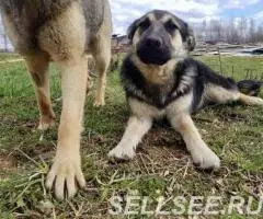 Друзья, знакомьтесь с очаровательной плюшечкой Корицей - 2