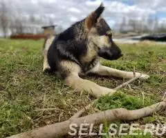 Друзья, знакомьтесь с очаровательной плюшечкой Корицей - 3