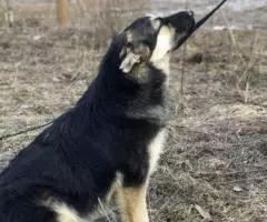 Друзья, знакомьтесь с очаровательной плюшечкой Корицей - 4