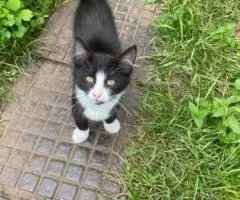 В добрые руки милые котятки. - 2