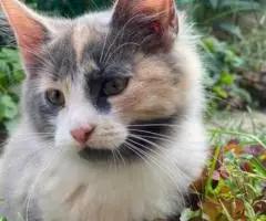 В добрые руки милые котятки. - 3