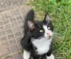 В добрые руки милые котятки. - 4