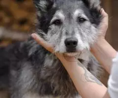 Прирученное счастье. - 2