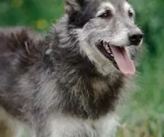 Прирученное счастье. - 3