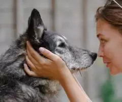 Прирученное счастье. - 4