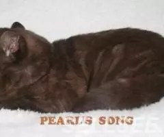 Шотландская прямоухая мраморная шоколадка - 2