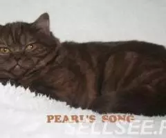 Шотландская прямоухая мраморная шоколадка - 3