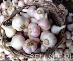 Лук и чеснок для осенней посадки - 2