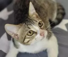 Ищут любящий дом очаровательные котята. - 2