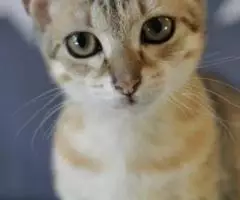 Ищут любящий дом очаровательные котята. - 3