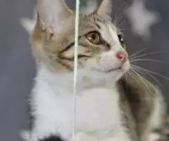 Ищут любящий дом очаровательные котята. - 4