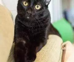 Замурчательные котики, Барсик и Феликс ищут дом. - 2