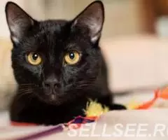 Замурчательные котики, Барсик и Феликс ищут дом. - 3