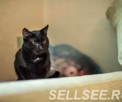 Замурчательные котики, Барсик и Феликс ищут дом. - 4