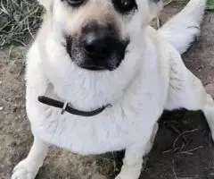 Ищет постоянный дом очень преочень хорошая собачка Эмма - 2