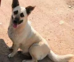 Ищет постоянный дом очень преочень хорошая собачка Эмма - 3