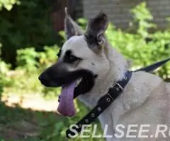 Ищет постоянный дом очень преочень хорошая собачка Эмма - 4