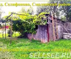 Продаю  дом , 81 кв.м , деревянный - 3