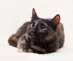 Молодая кошечка Джулия. - 2