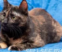 Молодая кошечка Джулия. - 3