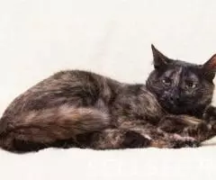 Молодая кошечка Джулия. - 4